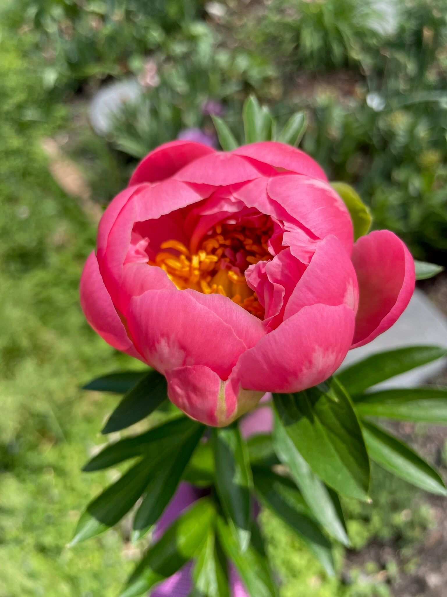 How and When to Plant Peonies in Zone 7b The Happy Hour Flowers