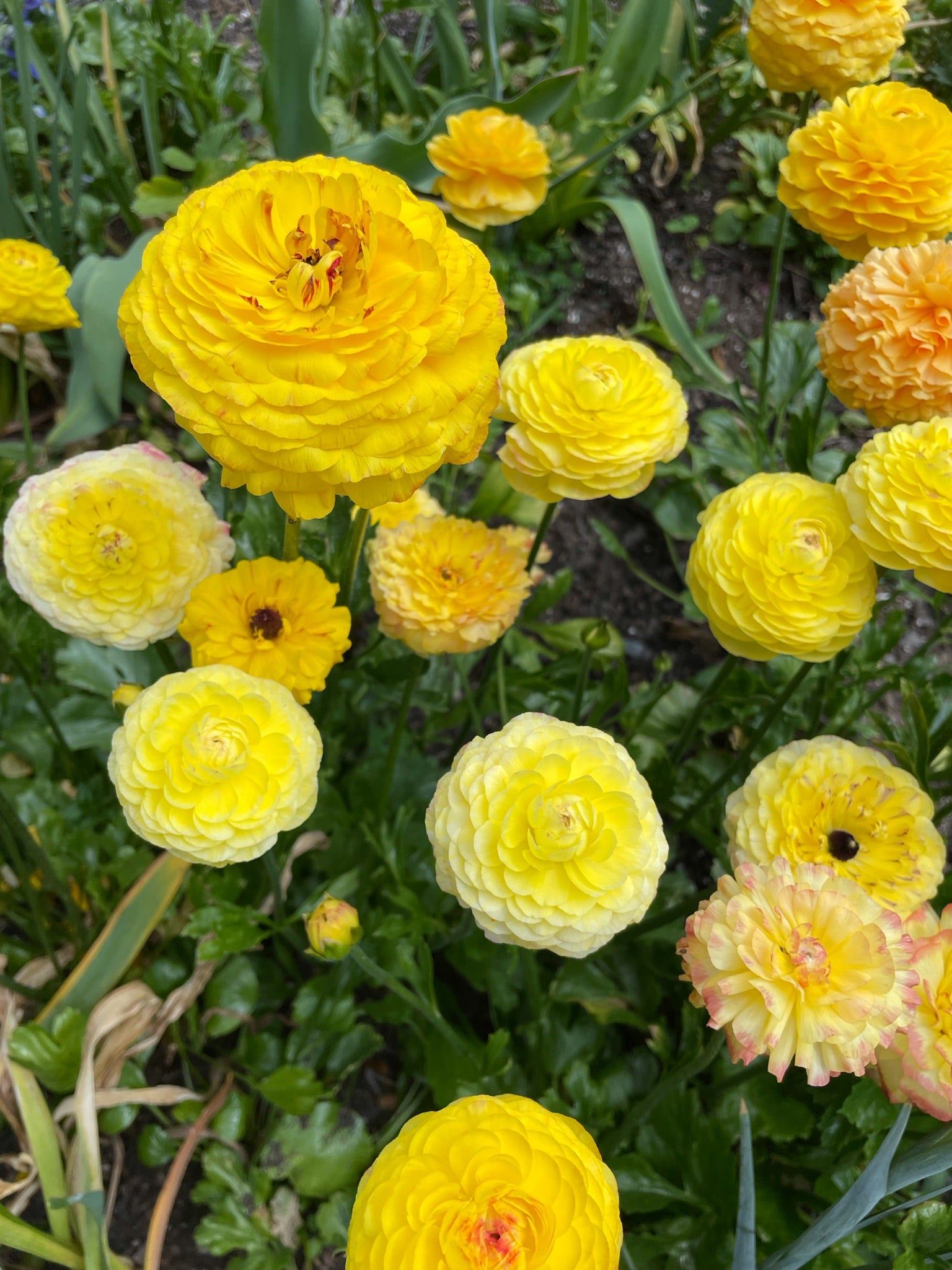 yellow ranunculus corms for sale
Pergold, Giallo, Pastel Lemon Amandine, picotee