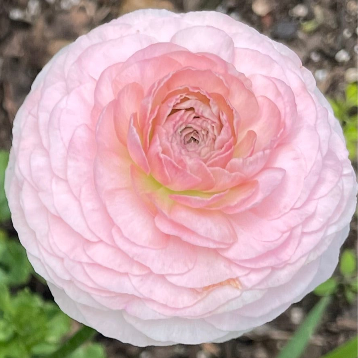 Romance Ranunculus Maritime Blush
