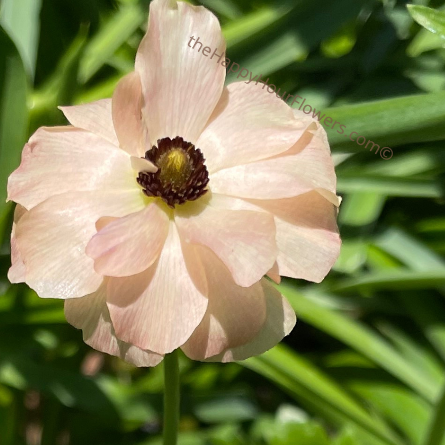 Butterfly Ranunculus Keramos Corms for Sale