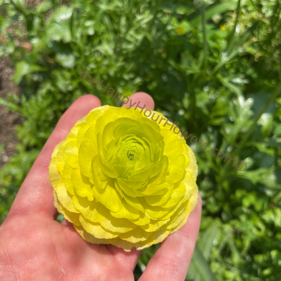 Clone Jean Ranunculus Corms for Sale