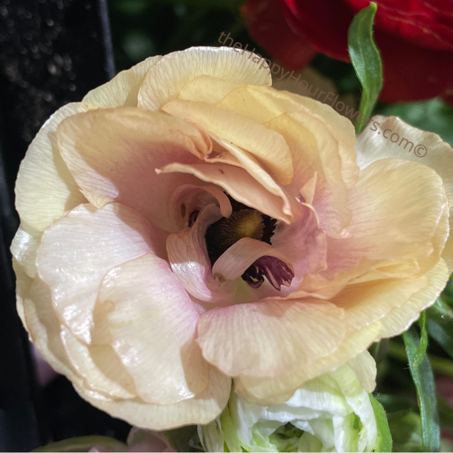 Butterfly Ranunculus Keramos Corms for Sale