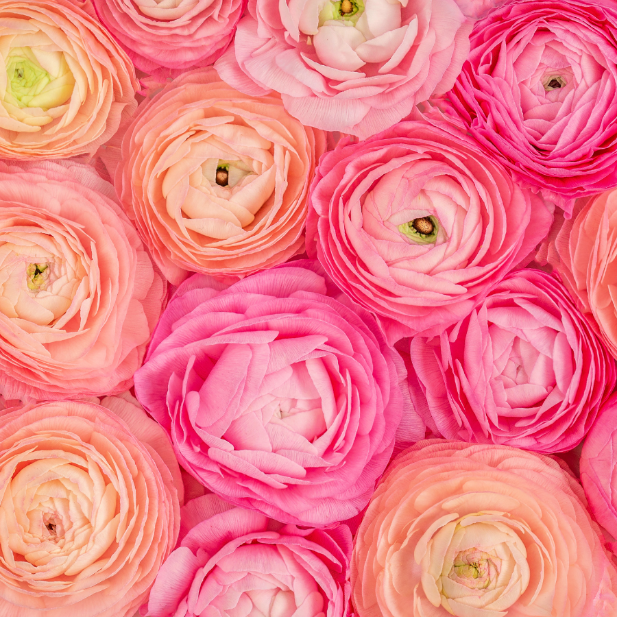 A beautiful close-up of Amandine Ranunculus flowers in pastel pink and peach shades, showcasing their lush, ruffled petals. Perfect for bouquets, these flowers are part of the Amandine Ranunculus Corms; Pastel Mix by The Happy Hour Flowers.