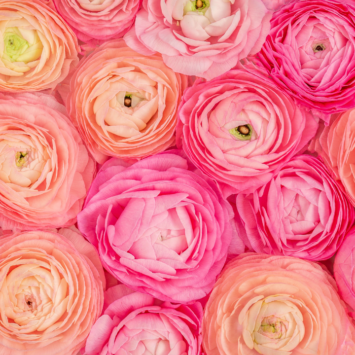 A beautiful close-up of Amandine Ranunculus flowers in pastel pink and peach shades, showcasing their lush, ruffled petals. Perfect for bouquets, these flowers are part of the Amandine Ranunculus Corms; Pastel Mix by The Happy Hour Flowers.
