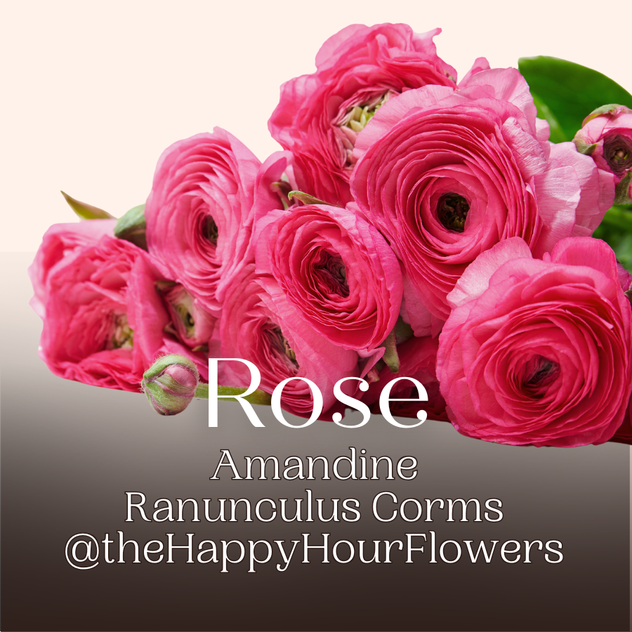 A beautiful arrangement of Amandine Ranunculus corms in vibrant pink shades, showcasing the rose-like blooms. Ideal for anyone looking for pink rose ranunculus for sale.