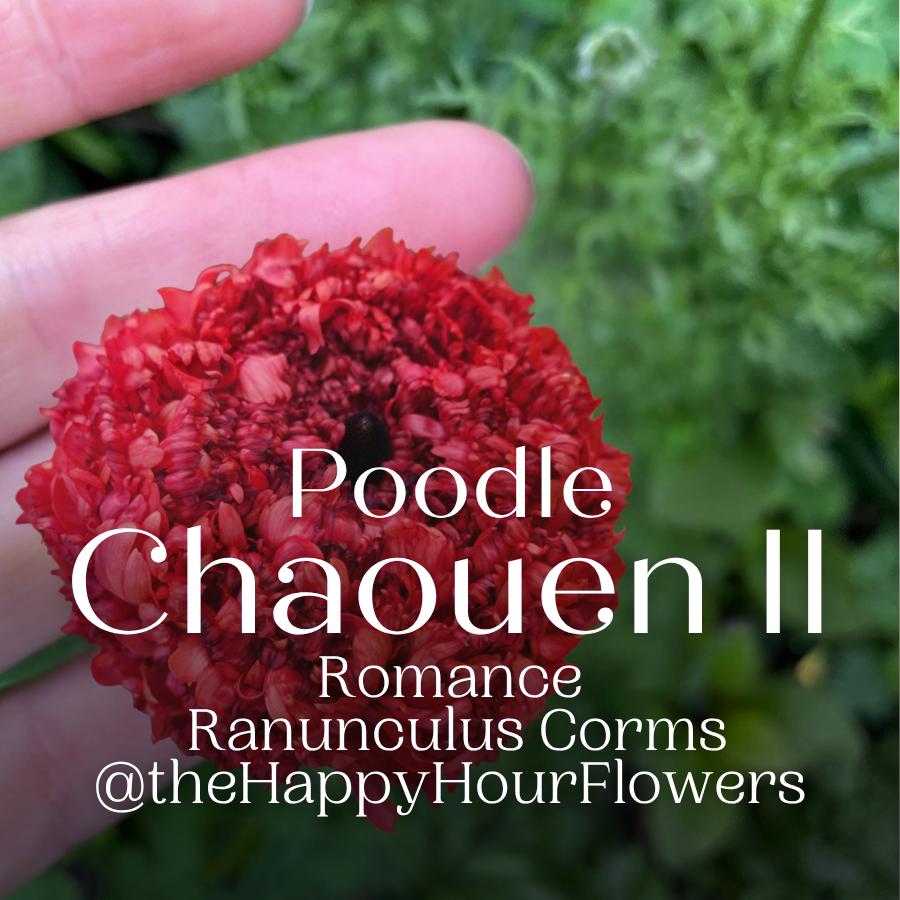 Romance Ranunculus Corms; Poodle Chaouen II®