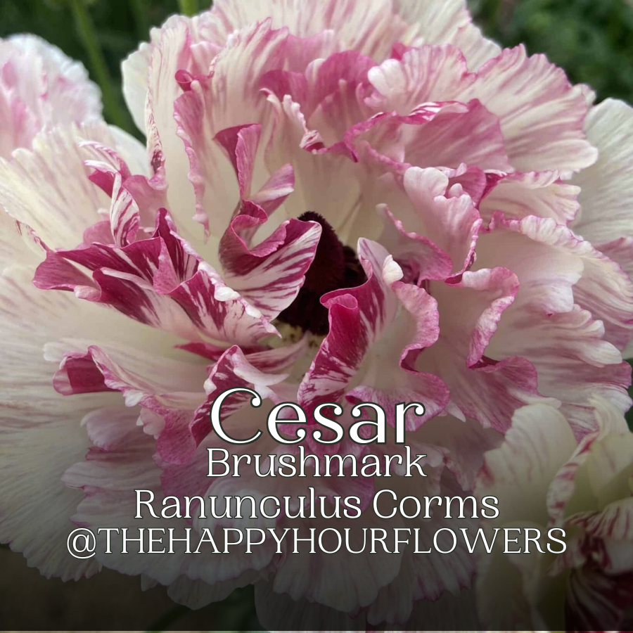 Vibrant Brushmark Ranunculus flower featuring pink and ivory petals, showcasing the beauty of this unique corm for florists and flower farmers by The Happy Hour Flowers in the Brushmark Ranunculus Corms; Cesar - Pack of 5. An excellent cut flower for stunning floral designs.