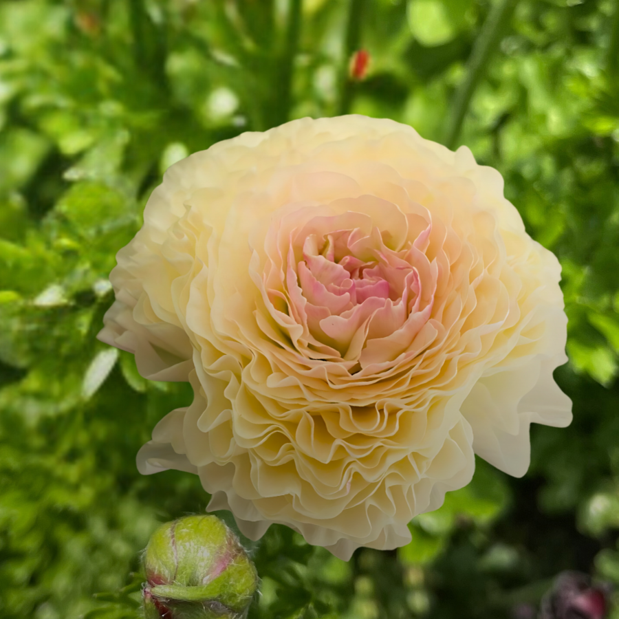 Romance Ranunculus Morvan