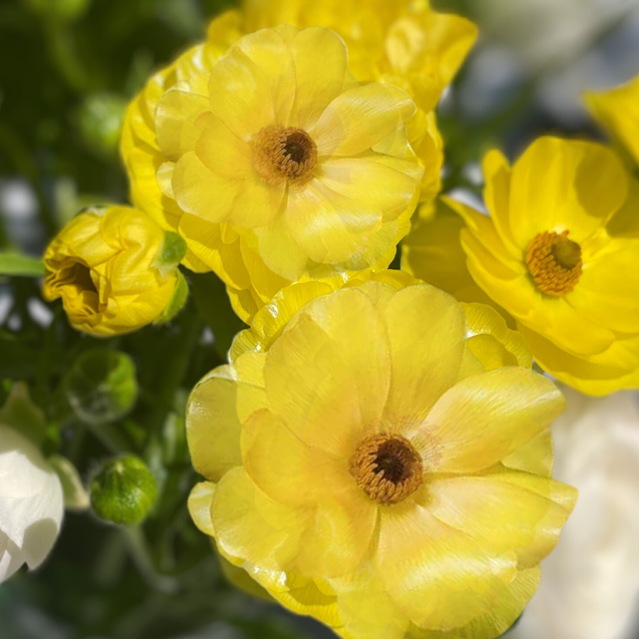 Butterfly Ranunculus Corms; Dione - Pack of 5 with vibrant soft yellow blooms and a peach center.