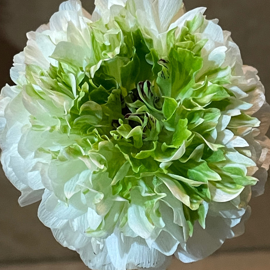 Close-up of a stunning white Romance Ranunculus flower with a green crown, showcasing its unique layered petals, from The Happy Hour Flowers. Perfect for adding elegance to any bouquet.