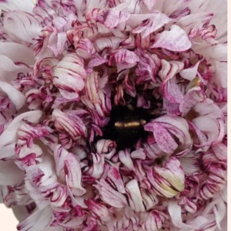 Romance Ranunculus Brushmark Poodle Seti Corms for Sale