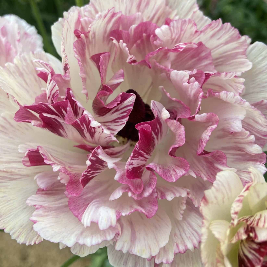 Close-up of a beautiful Brushmark Ranunculus flower in soft ivory with pink brushstrokes, ideal for florists and flower farmers, offered by The Happy Hour Flowers as part of the Brushmark Ranunculus Corms; Cesar - Pack of 5. Perfect cut flower for unique floral arrangements.