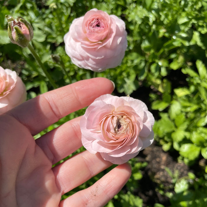 Romance Ranunculus Maritime Blush
