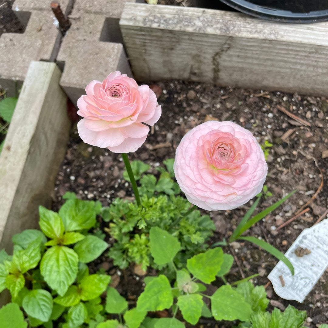 Romance Ranunculus Maritime Blush