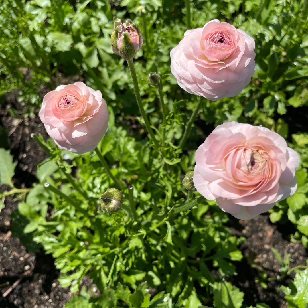 Romance Ranunculus Maritime Blush