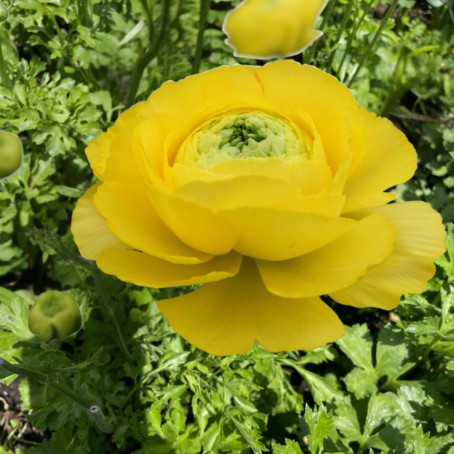 Vibrant yellow Romance Ranunculus in full bloom at The Happy Hour Flowers, ideal for adding warmth to your garden.