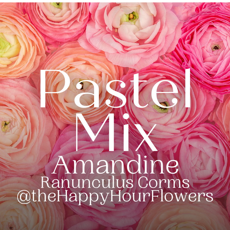 Amandine Ranunculus Pastel Mix Corms for Sale
