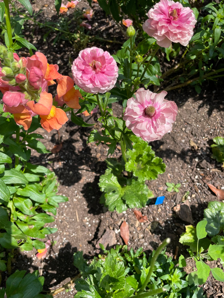 Beautifully blooming Butterfly Ranunculus plants featuring soft pink flowers in a garden setting. These stunning specimens from The Happy Hour Flowers highlight the charming appeal of butterfly corms for sale Hera pink.