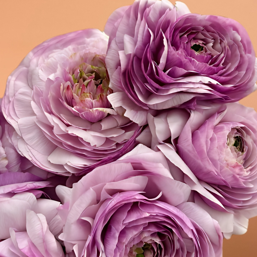 Romance Ranunculus Gascogne New