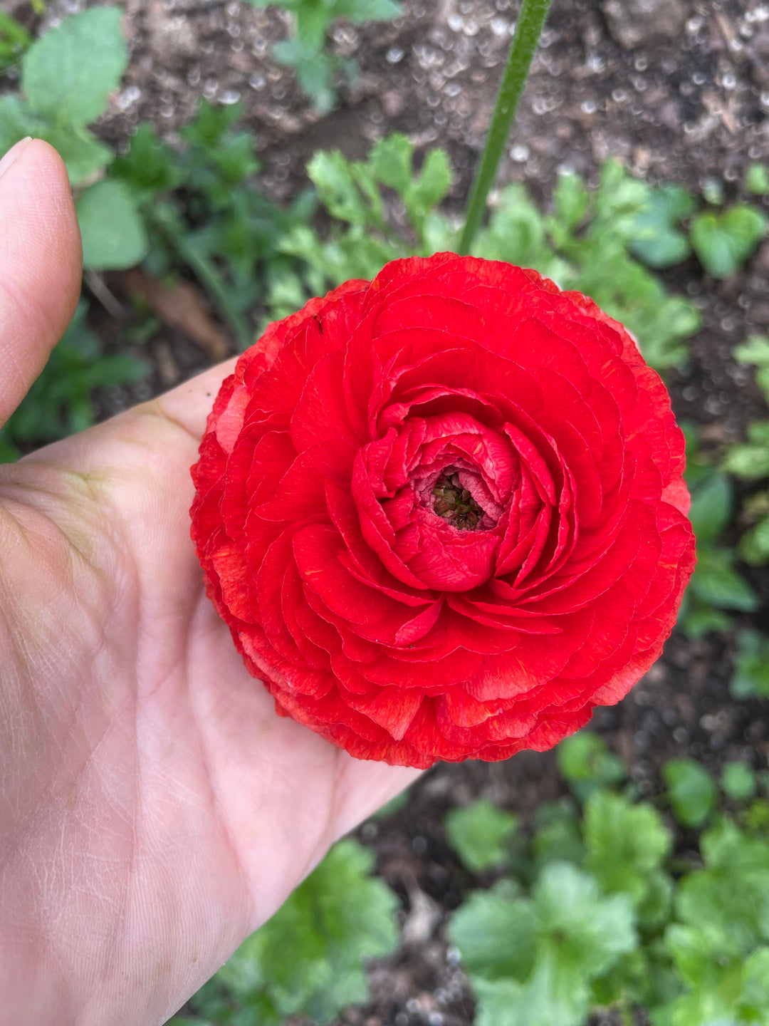 Red Get Lucky Romance Ranunculus