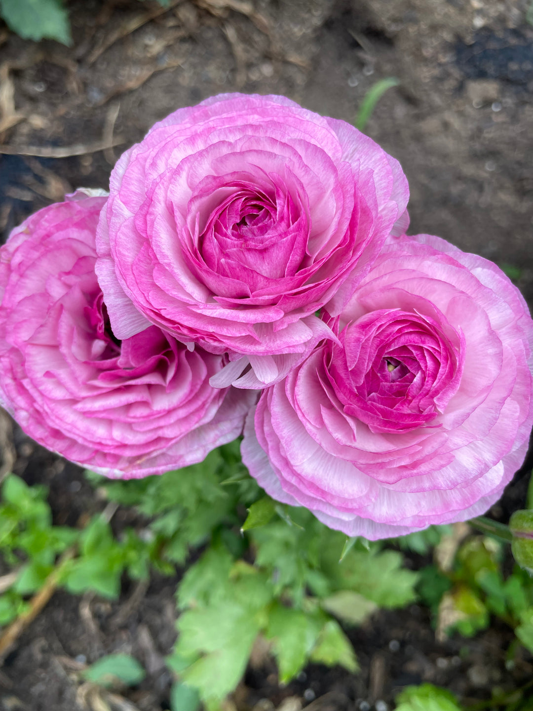 Purple Romance Ranunculus Loubeyres