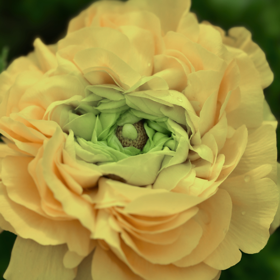Close-up of a beautiful pale yellow Romance Ranunculus flower showcasing its layered petals. Perfect for adding elegance to spring bouquets. Available from The Happy Hour Flowers.