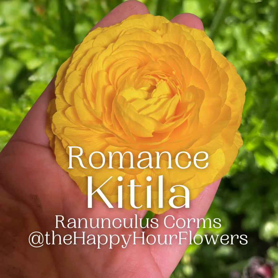 New Variety Romance Kitila yellow clone ranunculus