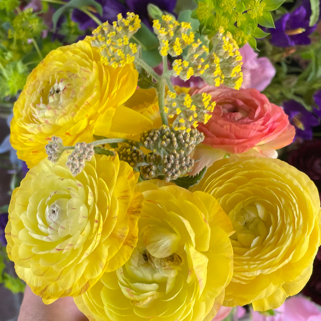 Pastel Lemon Ranunculus corms for sale
