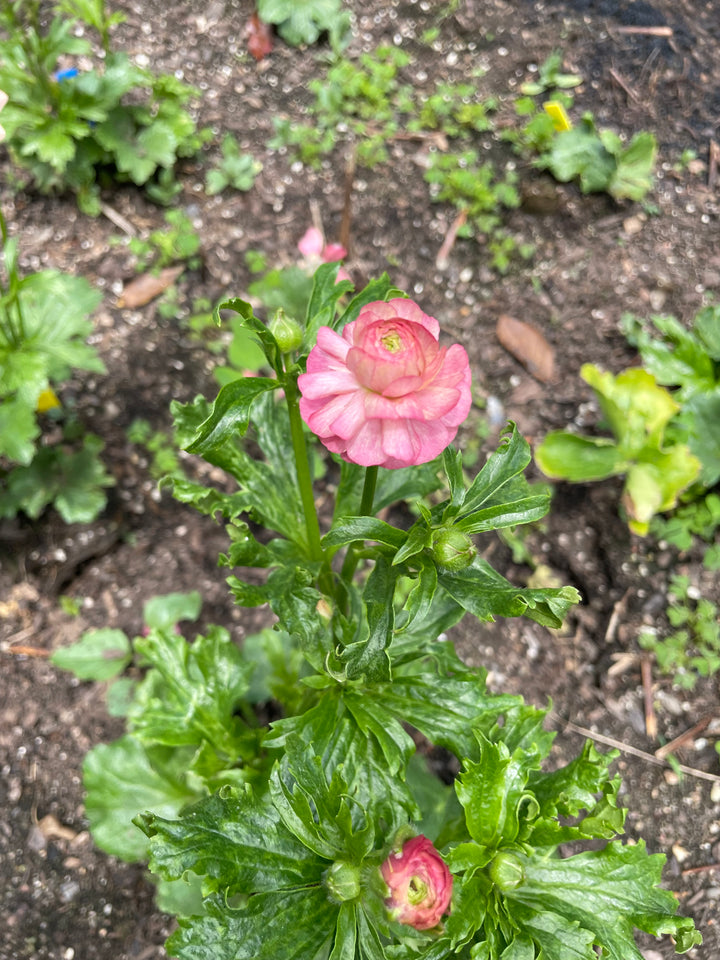 A lovely close-up of blooming pink Butterfly Ranunculus flowers flaunting their textured petals in the garden. Adorn your space with these delightful butterfly corms for sale Hera pink from The Happy Hour Flowers.