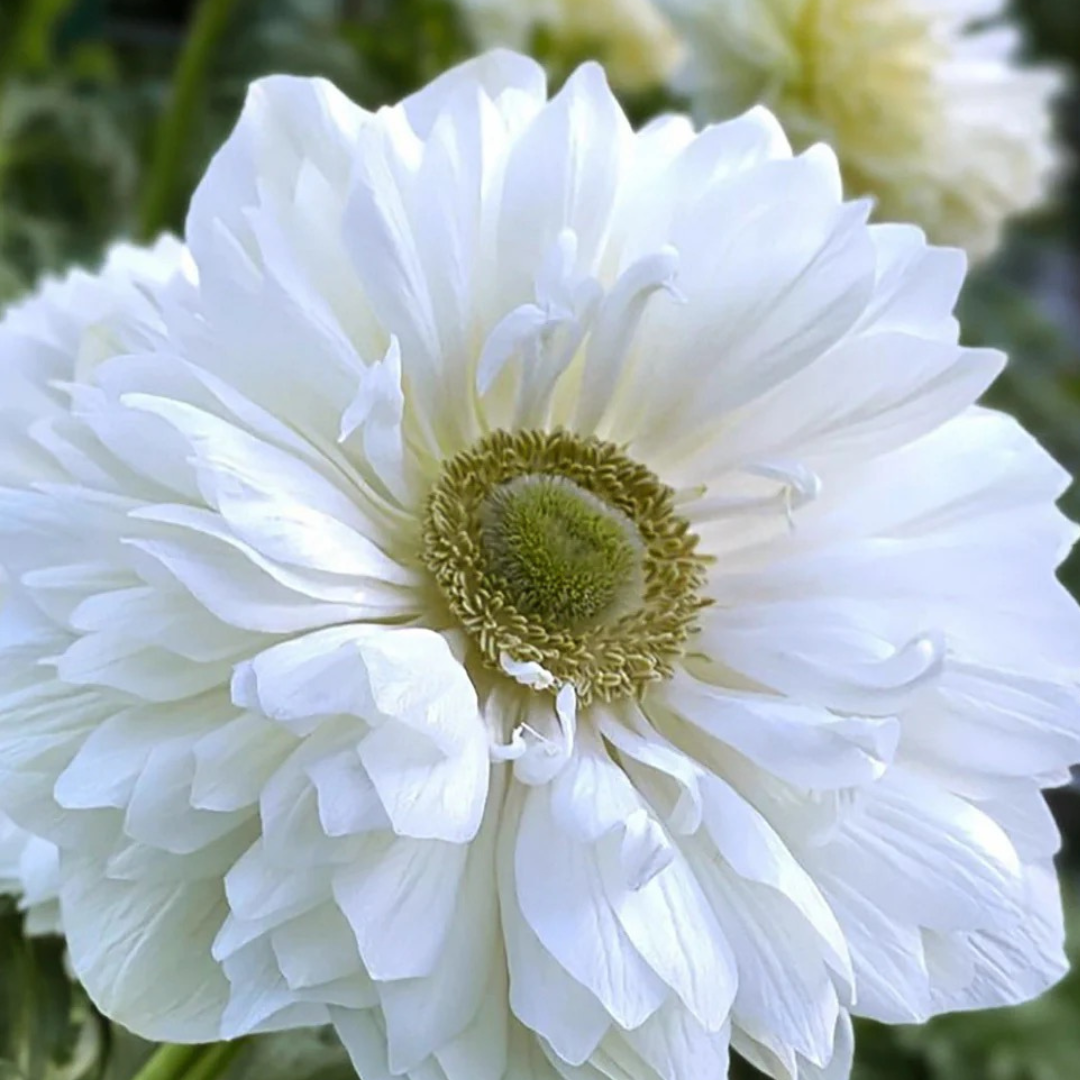 Levante Bianco Anemone 5 Corms – The Happy Hour Flowers