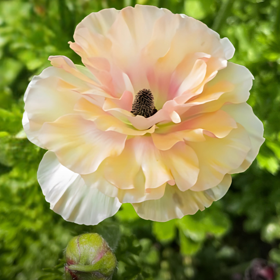 New Variety Butterfly Ranunculus Vestalis