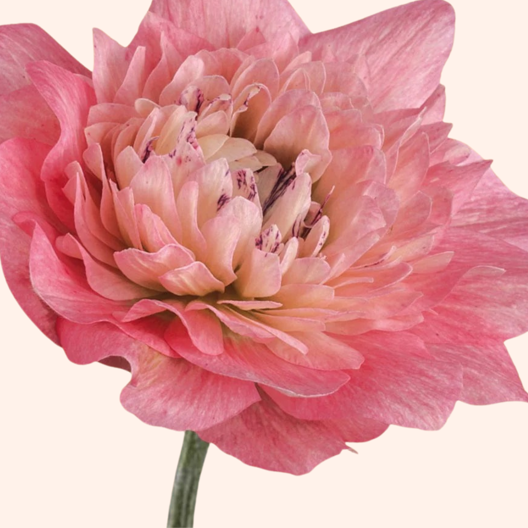 Levante Rosa Anemone