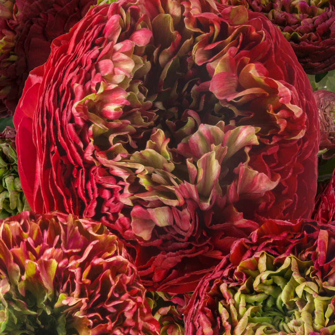 Odon Romance Ranunculus Corms for sale