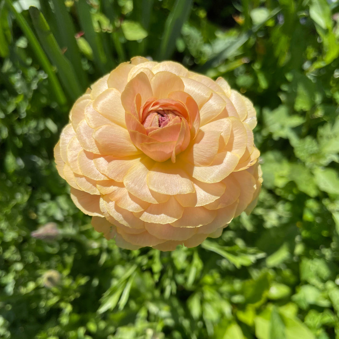 Close-up of a stunning peachy-orange Romance Ranunculus flower, showcasing its delicate, layered petals, from The Happy Hour Flowers; Romance Ranunculus Corms - Pack of 5.