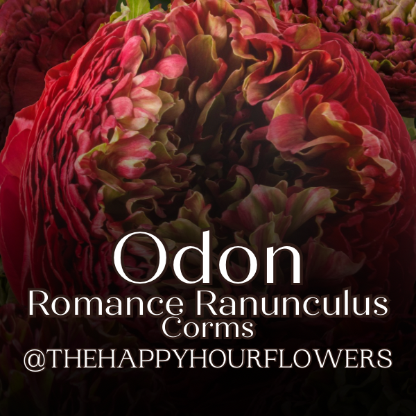 A close-up image of a red and green Ranunculus flower with the text 'Odon Romance Ranunculus Corms @THEHAPPYHOURFLOWERS' overlaid on top.