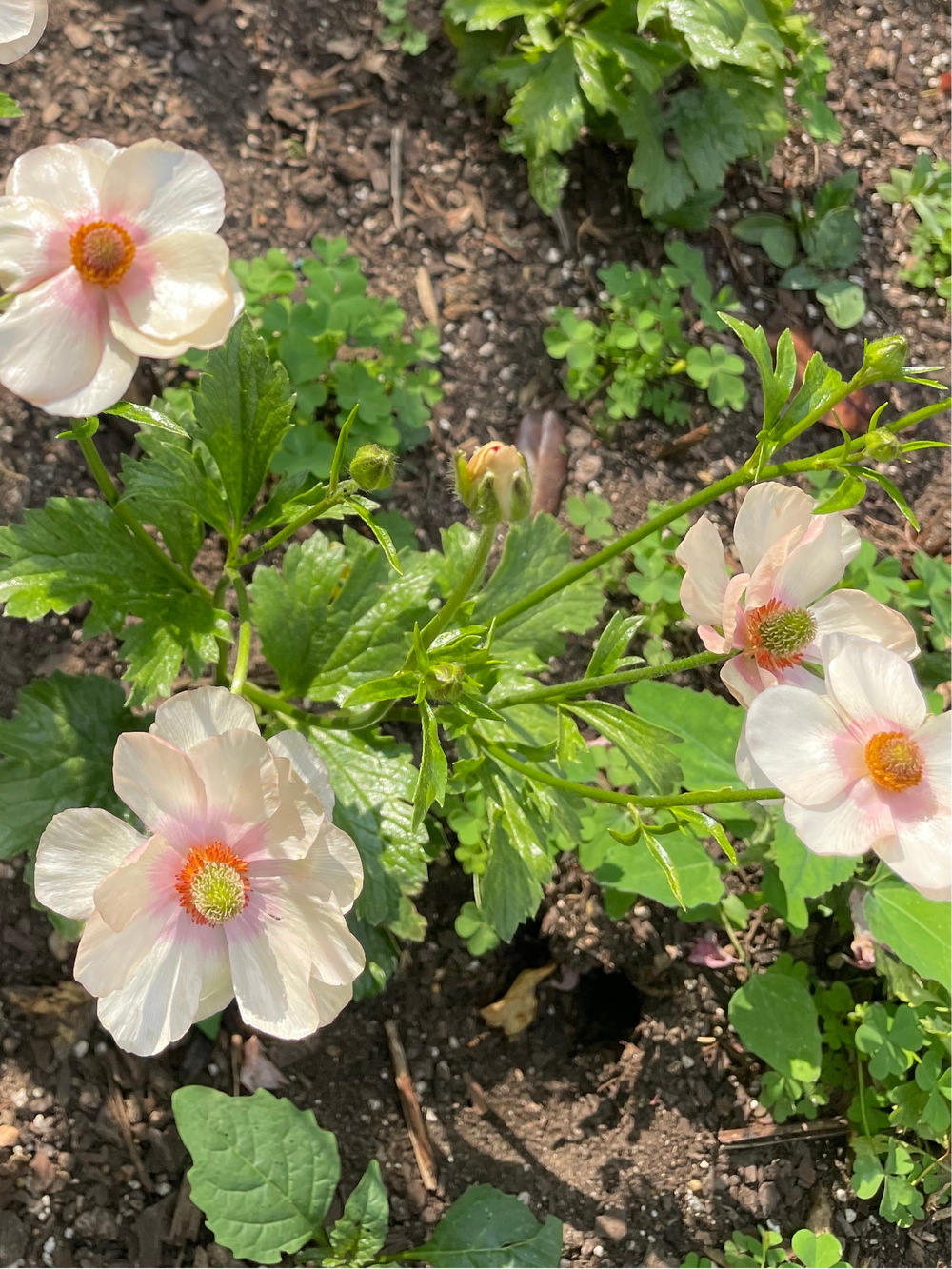 A cluster of lovely pale pink butterfly ranunculus blooms in a garden, ideal for adding beauty to your floral arrangements. Available from The Happy Hour Flowers, featuring butterfly ranunculus Melissa corms for sale.