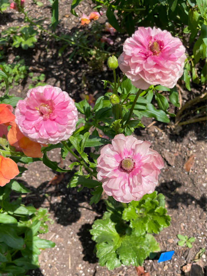 Delicate pink Butterfly Ranunculus flowers thriving in a sunny garden, brought to you by The Happy Hour Flowers. These butterfly corms for sale Hera pink are perfect for bringing beauty and elegance to your landscape.