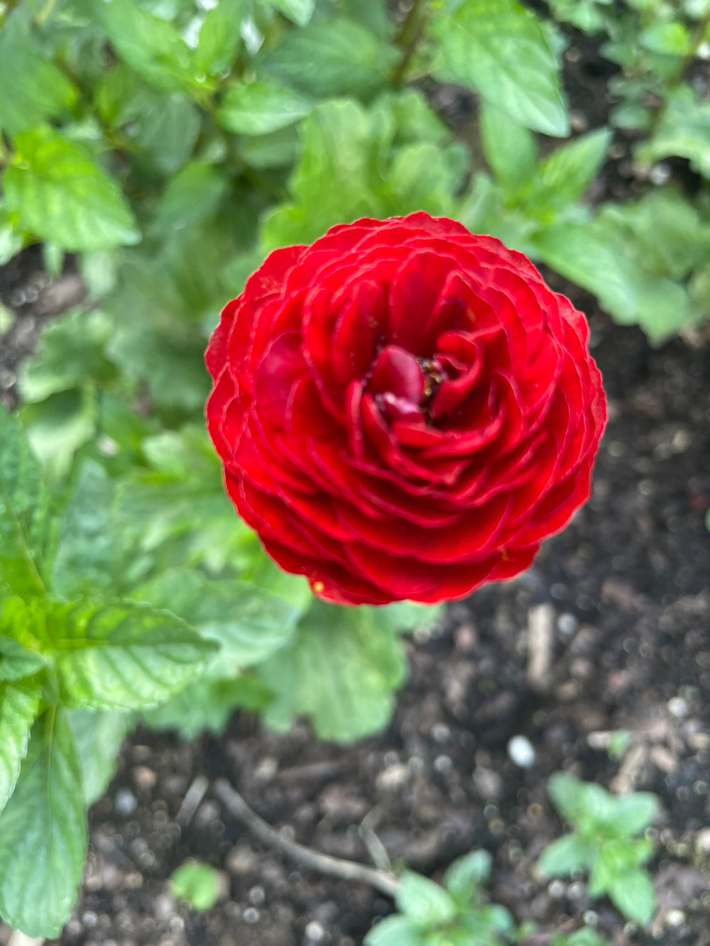 Red Get Lucky Romance Ranunculus