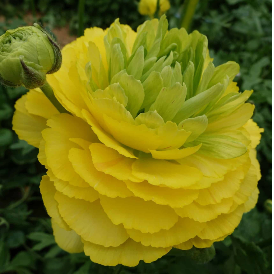 Beautiful yellow Romance Ranunculus flower with rich petals at The Happy Hour Flowers; perfect for spring bouquets.