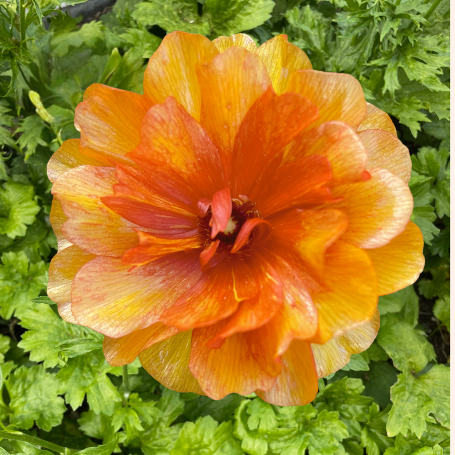 A stunning orange bloom of Butterfly Ranunculus showcasing its beauty, part of the Galatea variety now available for sale by The Happy Hour Flowers.