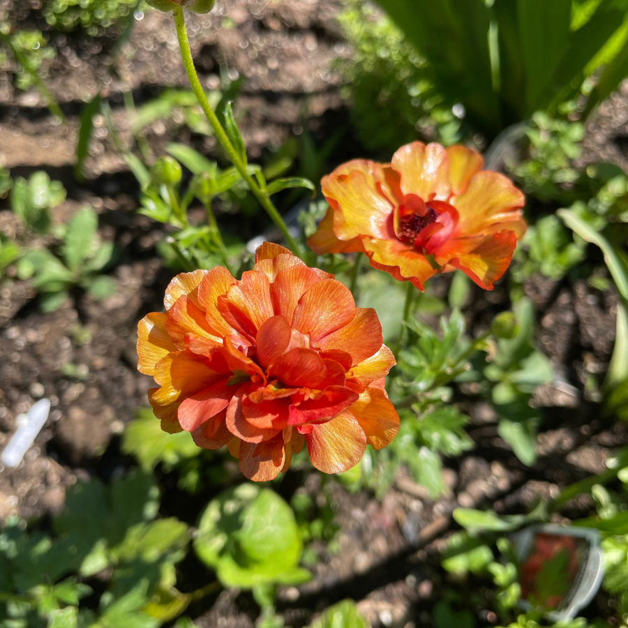 Vibrant Butterfly Ranunculus flowers in shades of red-orange and yellow blooming in a garden, perfect for spring arrangements, by The Happy Hour Flowers. Butterfly Ranunculus Corms; Minoan - Pack of 5.