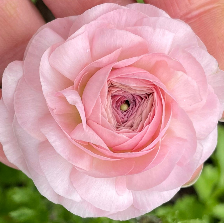 Romance Ranunculus Maritime Blush