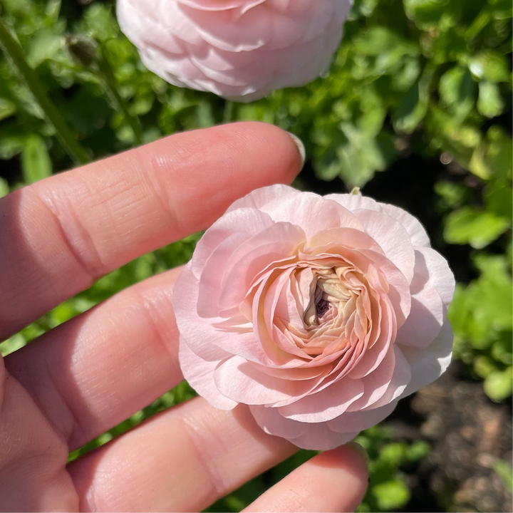 Romance Ranunculus Maritime Blush