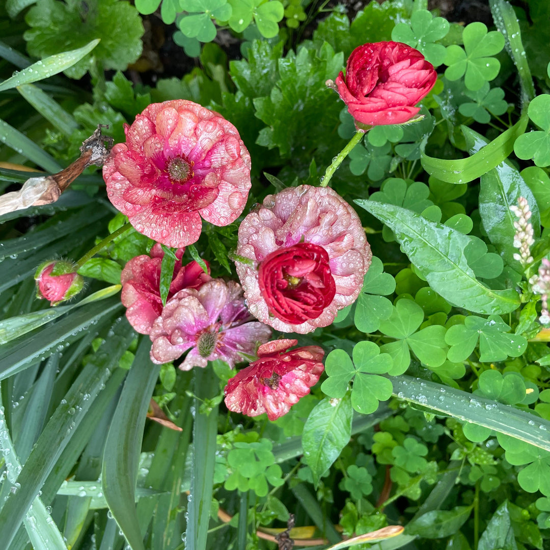 Vibrant close-up of pink and coral Butterfly Ranunculus flowers with dew droplets, showcasing the beauty of Butterfly Ranunculus corms from The Happy Hour Flowers; ideal for those searching for Butterfly Ranunculus Musa corms for sale.