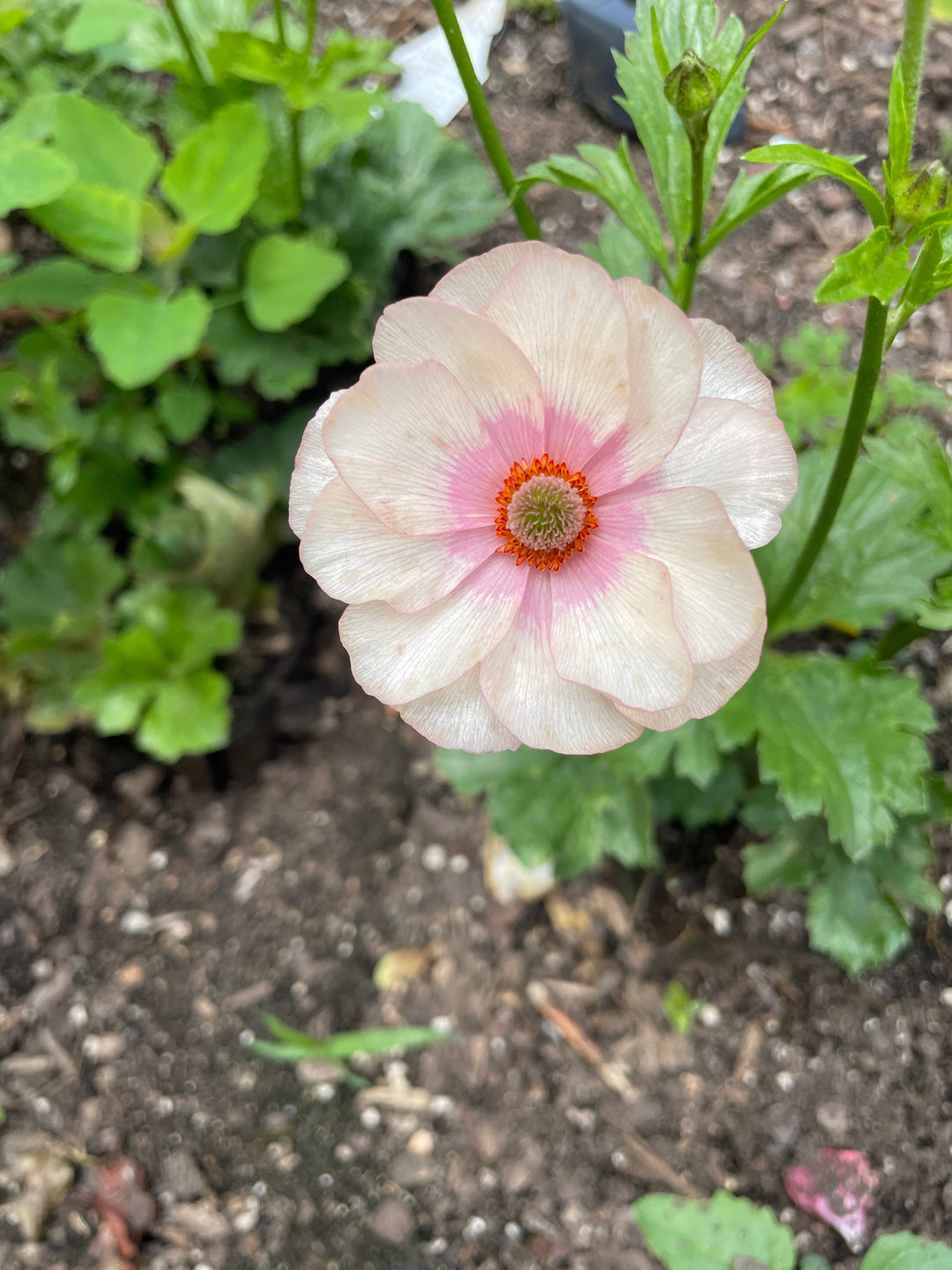 A stunning pale pink butterfly ranunculus flower from The Happy Hour Flowers. These Melissa corms showcase large, delicate blooms, perfect for weddings and events. Butterfly ranunculus Melissa corms for sale.