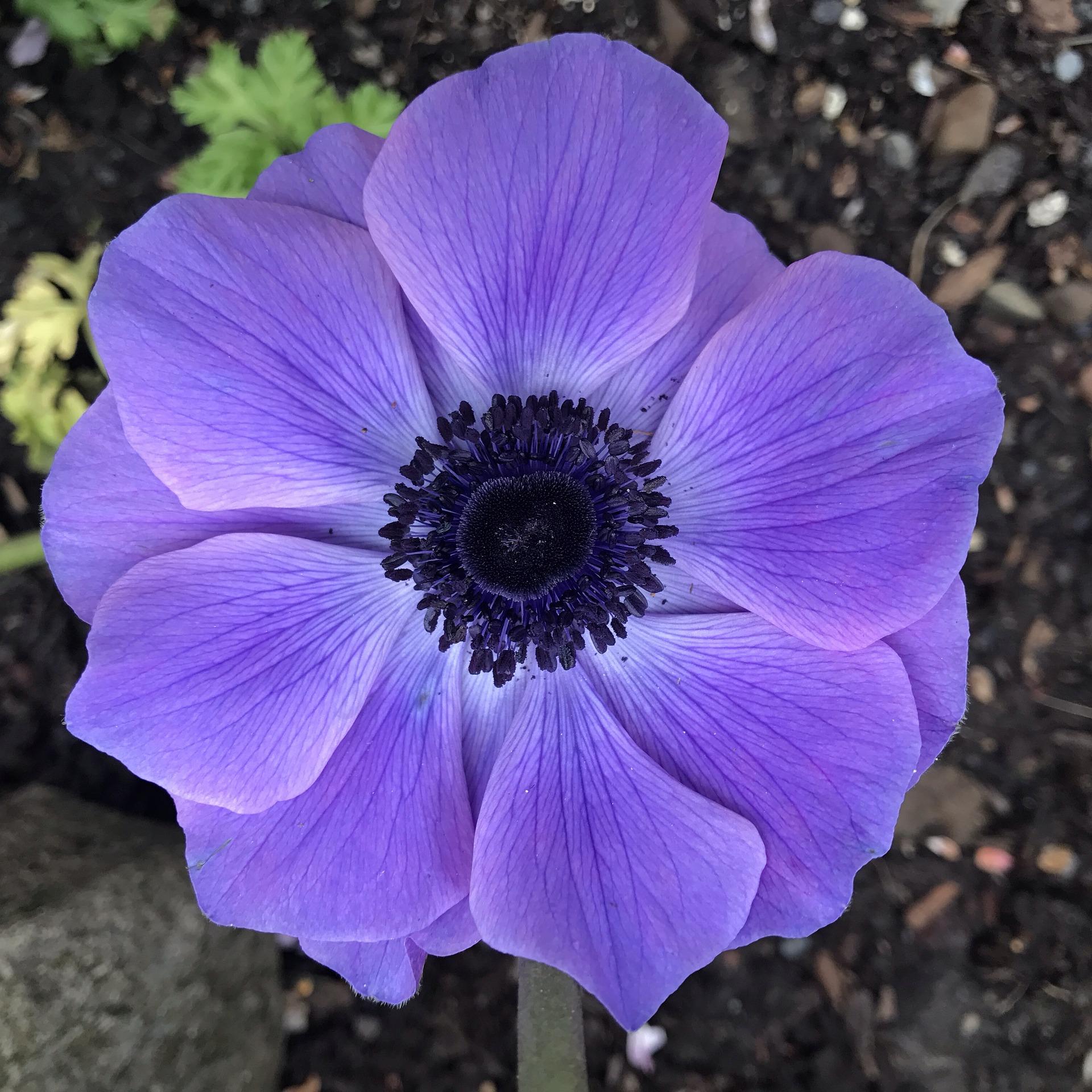 dark purple anemone flower