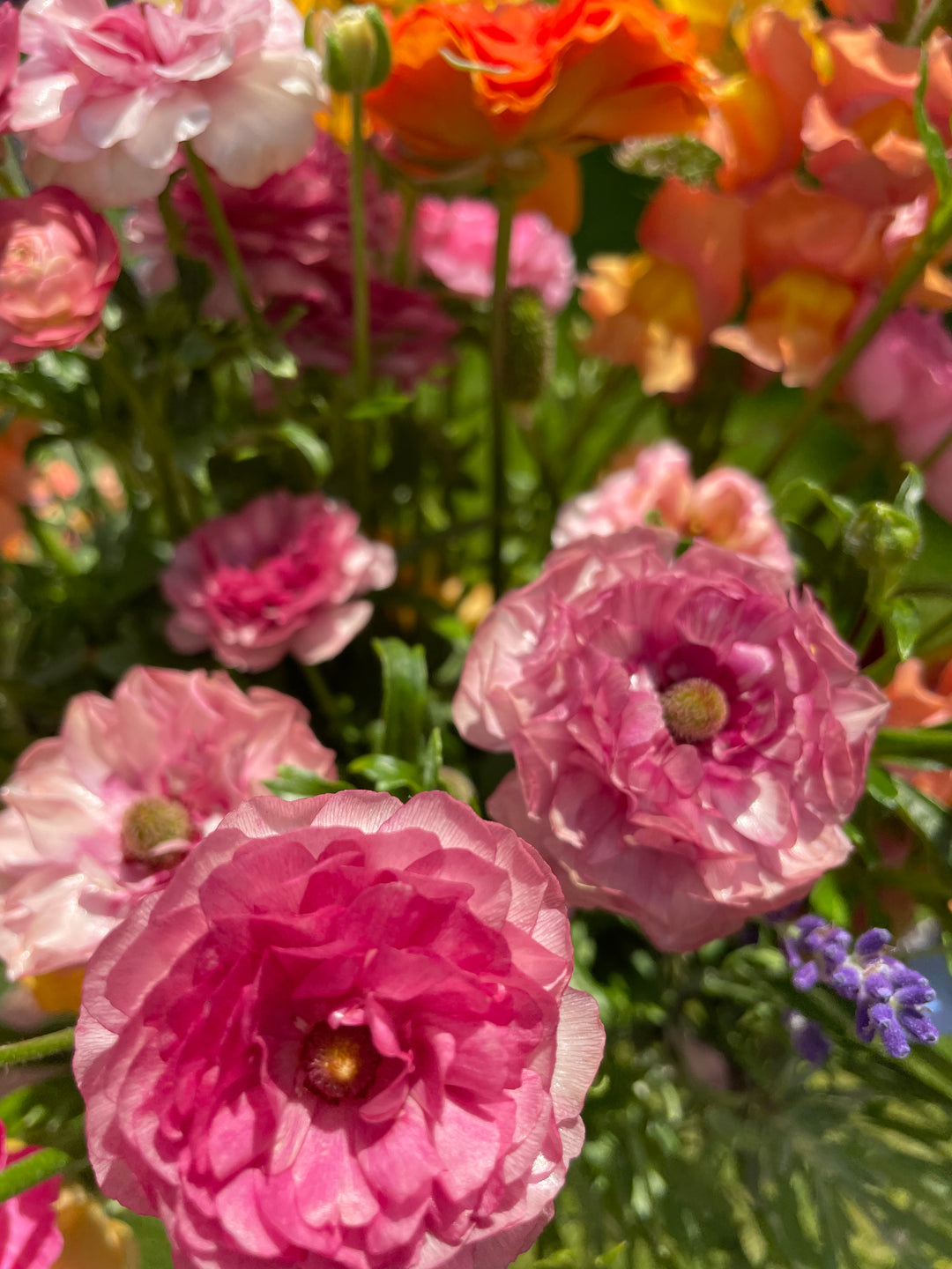Vibrant pink Butterfly Ranunculus flowers from The Happy Hour Flowers, showcasing their stunning double blooms. Perfect for adding color to any garden, these butterfly corms for sale Hera pink are a must-have!