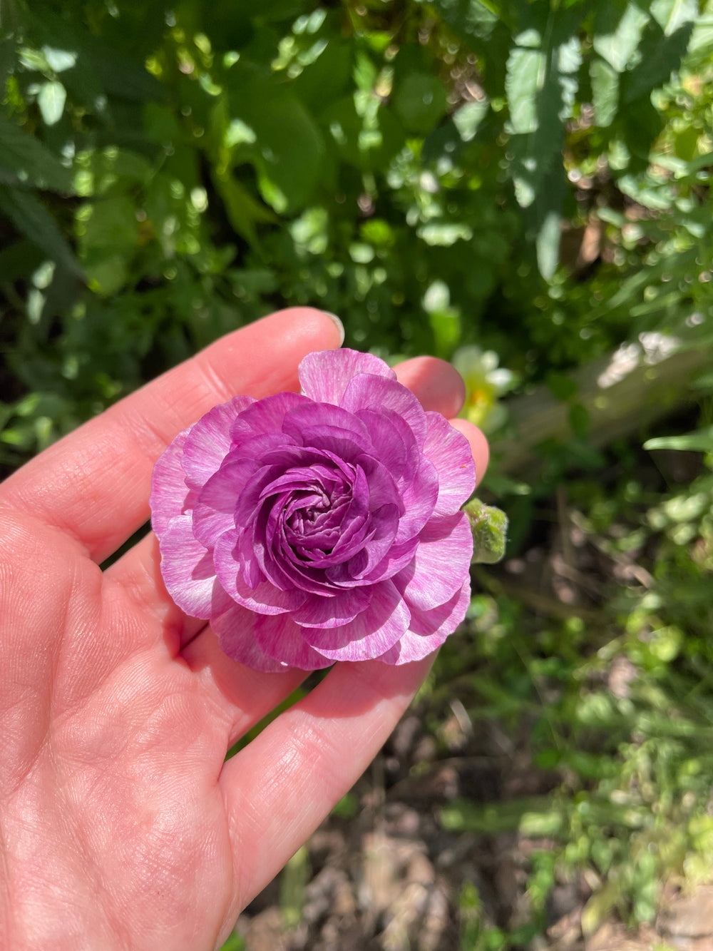 Purple Romance Ranunculus Loubeyres