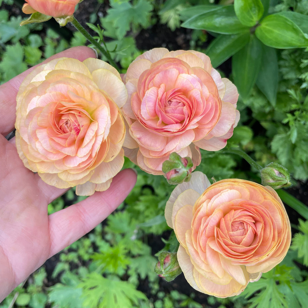 Beautiful blooms of Romance Ranunculus in pastel hues, captured delicately in a hand, showcasing the stunning petals of Romance Ranunculus Corms Nohant for sale by The Happy Hour Flowers. Perfect for floral arrangements!