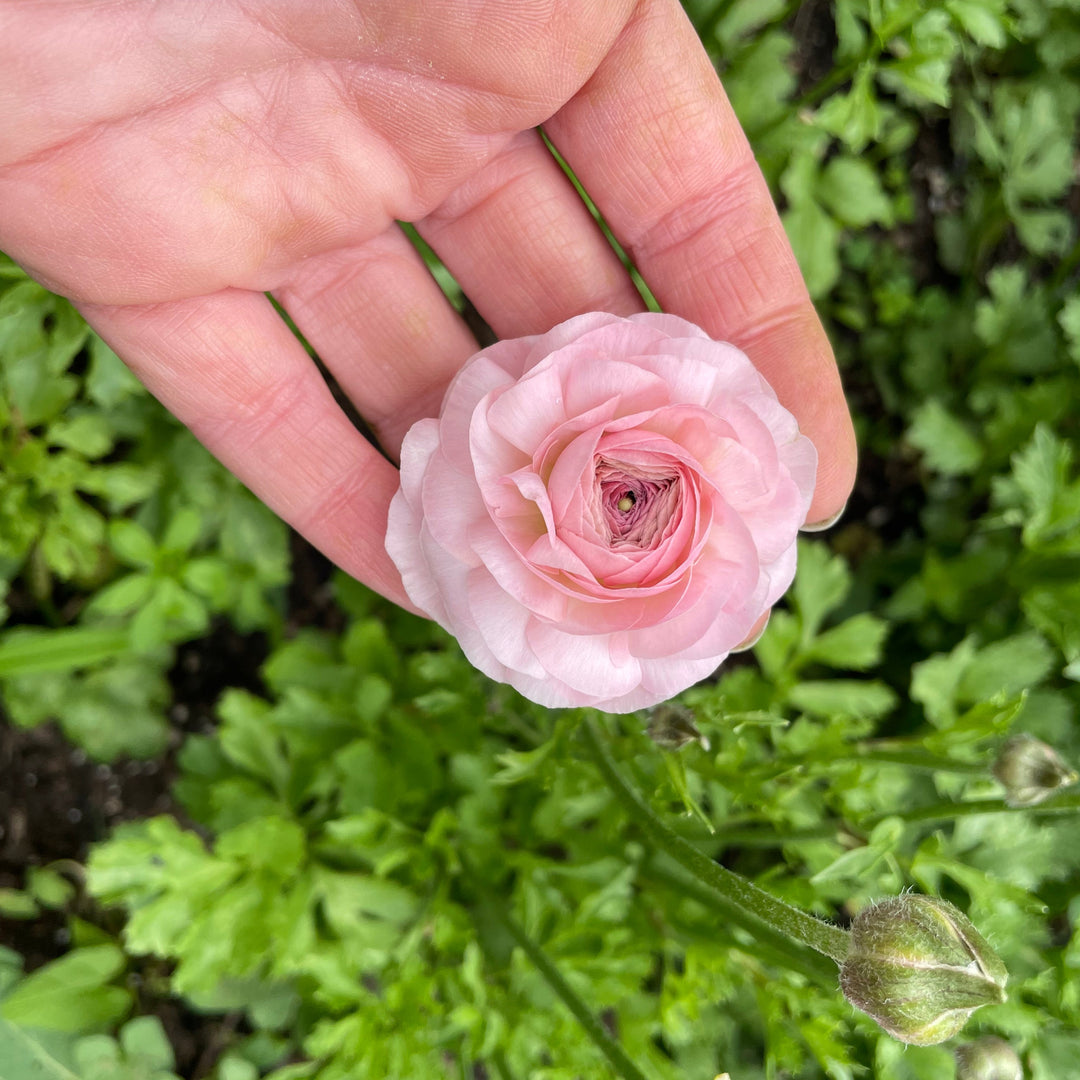 Romance Ranunculus Maritime Blush